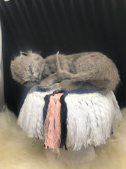 Grey kitten